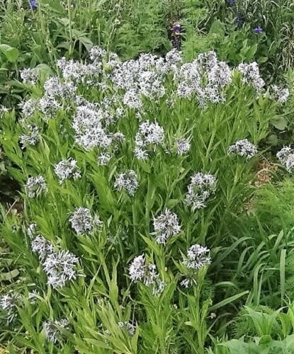 Jammas5 10 SHINING BLUESTAR Ozark or Showy Blue Star Amsonia Illustris Flower Seeds
