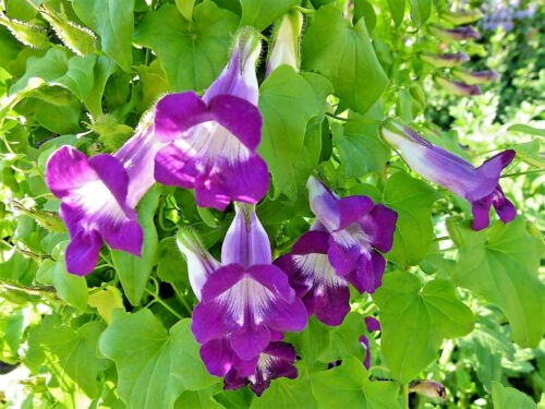 Jammas5 10 MIXED DRAGONSNAP VINE Asarina Scandens Climbing Snapdragon Flower Seeds +Gift
