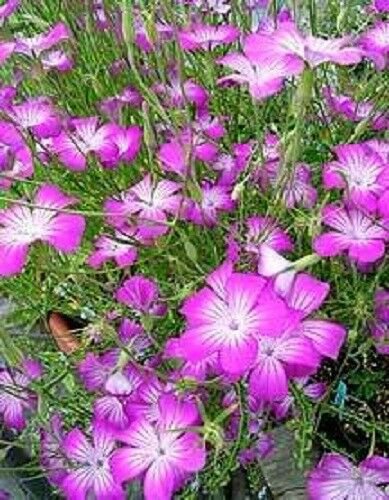 Jammas5 50 MILAS ROSE CORN COCKLE Agrostemma Githago Pink Flower Seeds + Gift & Comb S/H