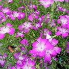 Jammas5 50 MILAS ROSE CORN COCKLE Agrostemma Githago Pink Flower Seeds + Gift & Comb S/H