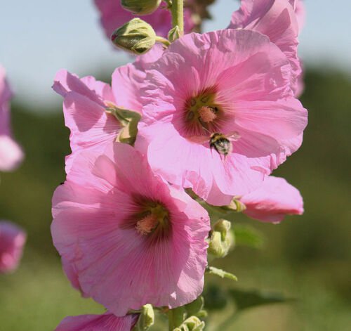 Jammas5 25 PALE PINK HOLLYHOCK Light Alcea Rosea Flower Seeds Perennial *Comb S/H + Gift