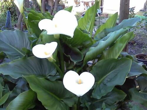 Jammas5 25 WATER ARUM Water Dragon Wild Calla Palustris Wetland White Flower Seeds +Gift