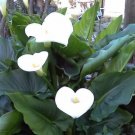 Jammas5 25 WATER ARUM Water Dragon Wild Calla Palustris Wetland White Flower Seeds +Gift