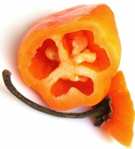 Jammas5 25 PETIT MARSEILLAIS PEPPER Orange French Capsicum Annuum Vegetable Seeds