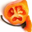 Jammas5 25 PETIT MARSEILLAIS PEPPER Orange French Capsicum Annuum Vegetable Seeds