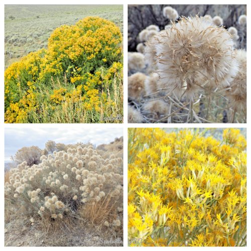 Jammas5 100 RUBBER RABBITBRUSH Chamisa Ericameria Desert Shrub Yellow Flower Seeds +Gift