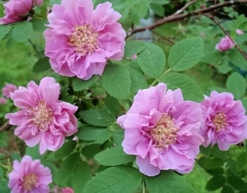 Jammas5 10 Pink CINNAMON ROSE Bush Amur Rosa Davurica Fragrant Flower Seeds *Combined SH