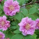 Jammas5 10 Pink CINNAMON ROSE Bush Amur Rosa Davurica Fragrant Flower Seeds *Combined SH