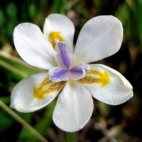 Jammas5 25 WHITE AFRICAN IRIS Fortnight Lily Dietes Iridioides Butterfly Flower Seeds