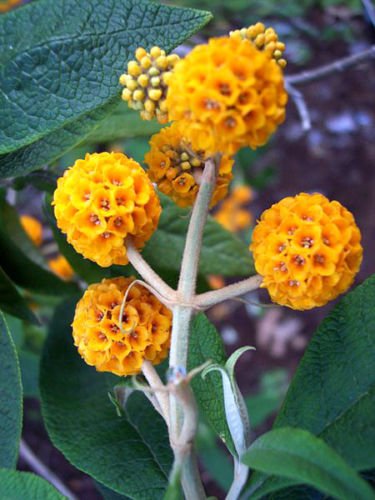 Jammas5 10 ORANGE BALL TREE / GOLDEN BUTTERFLY BUSH Buddleja Globosa Shrub Flower Seeds