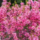 Jammas5 5 DWARF RUSSIAN ALMOND Prunus Tenella Rose Red Pink Fragrant Flower Shrub Seeds
