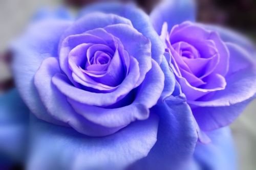 Jammas5 5 BLUE CLIMBING ROSE Rosa Bush Vine Climber Fragrant Butterfly Flower Seeds