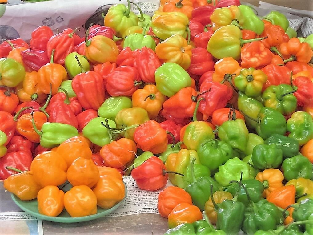Jammas5 50 MIXED HOT HABANERO PEPPER Red Orange White Brown Mix Capsicum Chinense Seeds