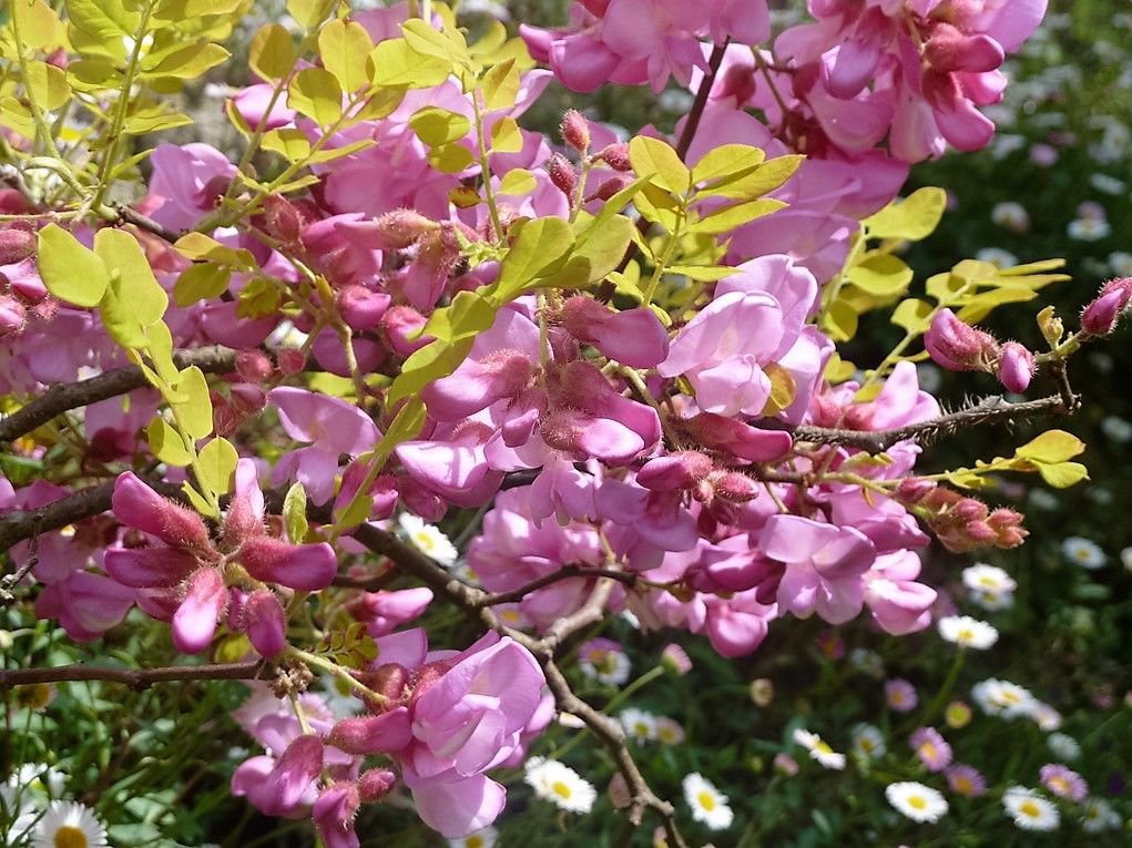 Jammas5 15 ROSE LOCUST / PINK ACACIA Flower Robinia Hispida Fertilis Tree Shrub Seed