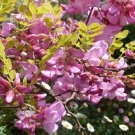 Jammas5 15 ROSE LOCUST / PINK ACACIA Flower Robinia Hispida Fertilis Tree Shrub Seed