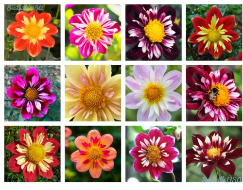 Jammas5 50 MIXED COLLARETTE DAHLIA Variabilis Two Tone Red Pink Yellow Flower Seeds