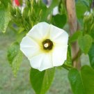 Jammas5 10 White CHRISTMAS VINE Turbina Flower Rivea Corymbosa Ornamental Climber Seeds
