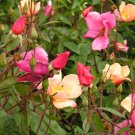 Jammas5 25 Mixed Colors ANGEL WINGS MINIATURE ROSE Bush Mix Rosa Chinensis Flower Seeds