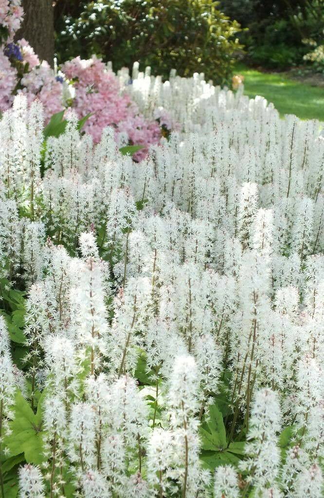 Jammas5 20 SUGAR SCOOP FOAMFLOWER White Tiarella Trifoliata Laceflower Flower Seeds