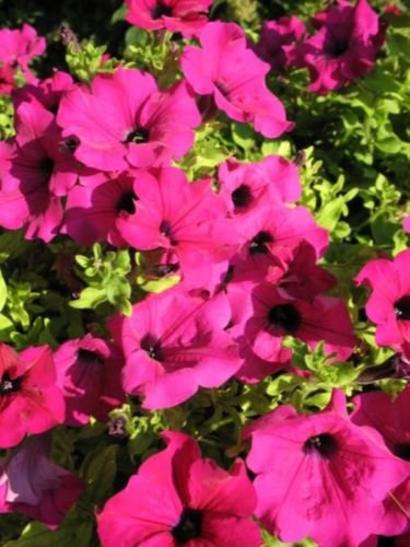 Jammas5 200 PINK LAURA BUSH PETUNIA Violacea Perennial Frilled Trumpet Flower Seeds