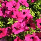 Jammas5 200 PINK LAURA BUSH PETUNIA Violacea Perennial Frilled Trumpet Flower Seeds
