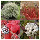 Jammas5 25 FIRE & ICE DOGWOOD Cornus Alba Shrub Tree Red Bark White Berry & Flower Seeds