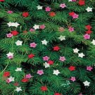 Jammas5 50 CYPRESS VINE MIX Ipomoea Quamoclit Convolvulus Hummingbird Star Flower Seeds