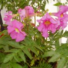 Jammas5 10 Cheron PINK WINTER HARDY GLOXINIA Incarvillea Delavayi Flower Seeds *Comb S/H