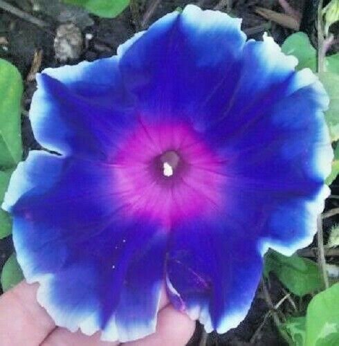 Jammas5 50 MIXED JAPANESE MORNING GLORY Ipomoea Nil Flower Vine Seeds +Gift & Comb S/H