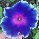 Jammas5 50 MIXED JAPANESE MORNING GLORY Ipomoea Nil Flower Vine Seeds +Gift & Comb S/H