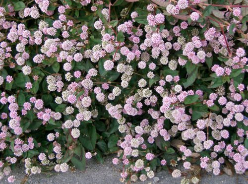 Jammas5 20 PUNCHING BALLS Pink Buttons Persicaria Capitata Polygonum Flower Seeds + Gift