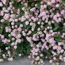 Jammas5 20 PUNCHING BALLS Pink Buttons Persicaria Capitata Polygonum Flower Seeds + Gift