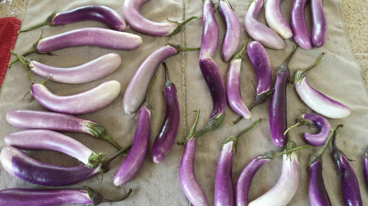 Jammas5 25 BRIDE EGGPLANT White & Purple Fruit / Vegetable Solanum Melongena Seeds +Gift