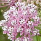 Jammas5 100 PINK COMMON MILKWEED Asclepias Syriaca MONARCHS! Flower Seeds +Gift & CombSH