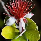 Jammas5 10 PINEAPPLE GUAVA Fruit Brazilian or Fig Guava Flower Pink Red Tree Shrub Seeds