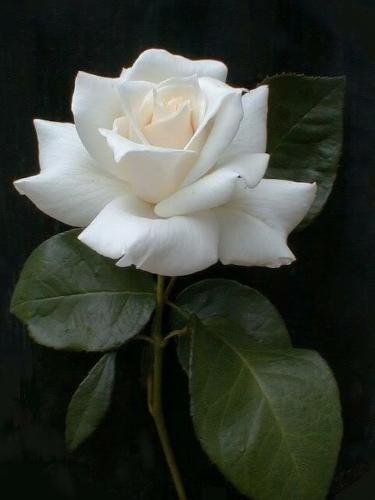 Jammas5 5 WHITE ROSE Rosa Bush Shrub Perennial Flower Seeds + Gift & Comb S/H