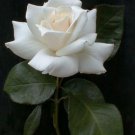 Jammas5 5 WHITE ROSE Rosa Bush Shrub Perennial Flower Seeds + Gift & Comb S/H