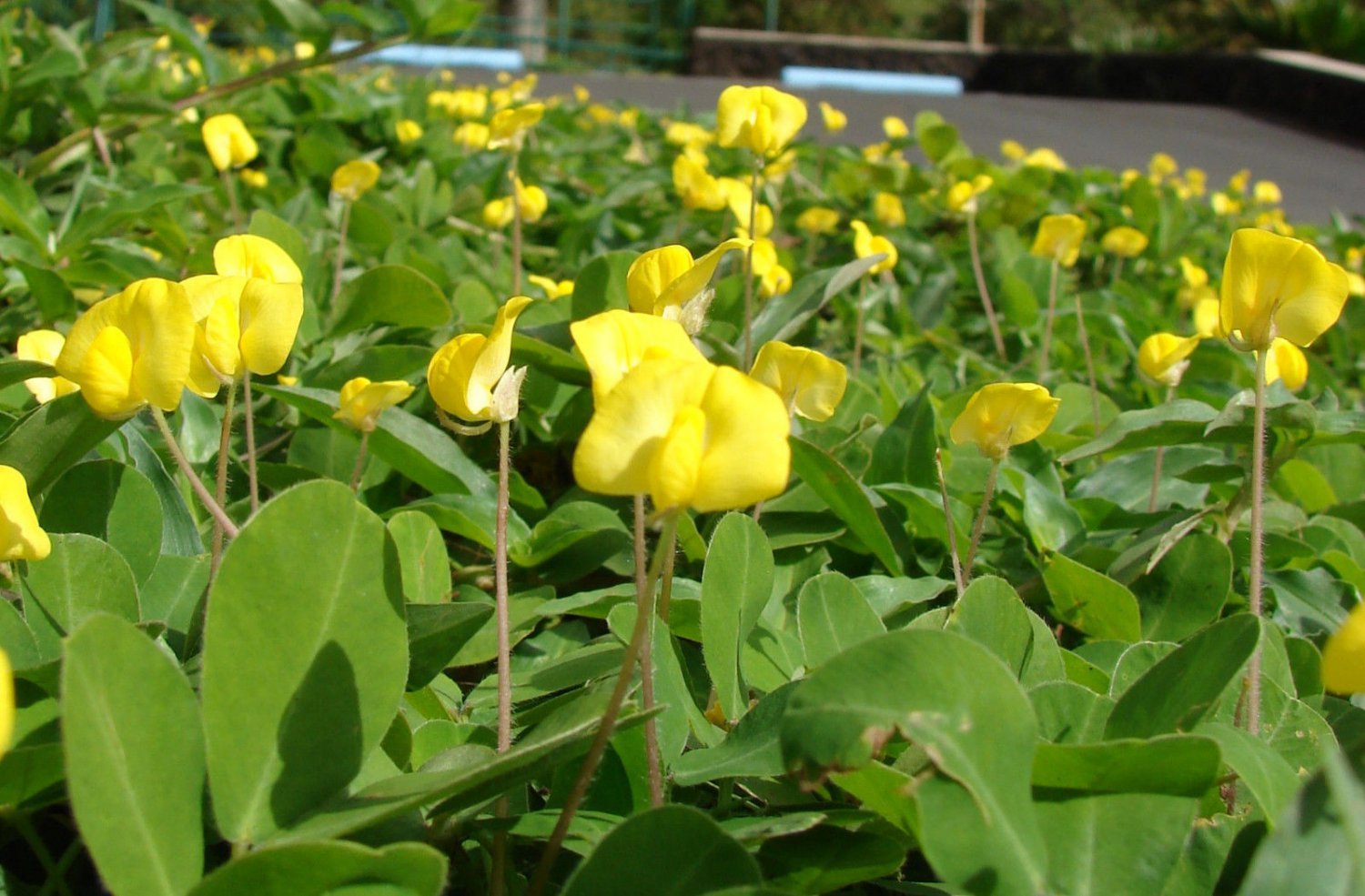 Jammas5 5 PERENNIAL PEANUT Pinto Ground Cover Yellow Flower Arachis Pintoi Legume Seeds