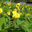 Jammas5 5 PERENNIAL PEANUT Pinto Ground Cover Yellow Flower Arachis Pintoi Legume Seeds