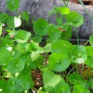 Jammas5 100 MINER'S LETTUCE Winter Purslane Spinach Claytonia Perfoliata Vegetable Seeds