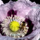 Jammas5 500 IZMIR POPPY Turkish Papaver Setigerum White & Purple Flower Seeds *Flat Ship