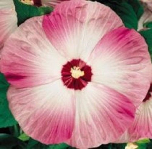 Jammas5 10 LUNA PINK SWIRL HARDY HIBISCUS Flower Seeds Pink & White *Comb S/H + Gift