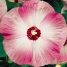 Jammas5 10 LUNA PINK SWIRL HARDY HIBISCUS Flower Seeds Pink & White *Comb S/H + Gift