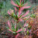Jammas5 50 TASSEL FLOWER Red Pink Flower Leucopogon Verticillatus Shrub Seeds *Combnd SH