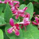 Jammas5 50 Tartarian Asian HONEYSUCKLE Lonicera Tartarica Flower Shrub Bush Seeds CombSH