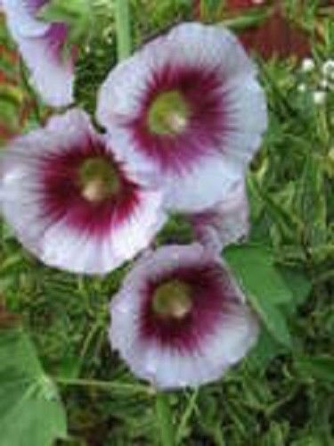 Jammas5 25 LAVENDER & PURPLE HOLLYHOCK Alcea Rosea Flower Seeds Perennial *Comb S/H
