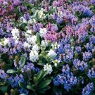 Jammas5 50 PAGODA MIX PRUNELLA Grandiflora Bigflower Selfheal Blue Pink etc Flower Seeds
