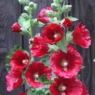 Jammas5 50 HOLLYHOCK COUNTRY ROMANCE MIX Alcea Rosea Flower Seeds + Gift & Comb S/H