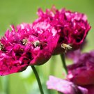 Jammas5 250 PURPLE PEONY POPPY Papaver Paeoniflorum Huge Double Flower Seeds *Flat Ship