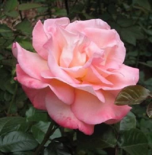 Jammas5 5 PINK ROSE Rosa Bush Shrub Perennial Flower Seeds + Gift & Comb S/H